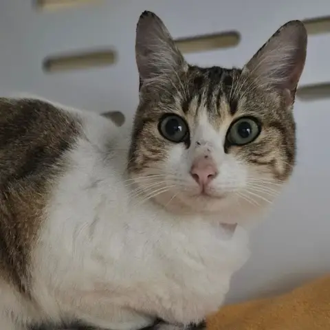 Elisabeth