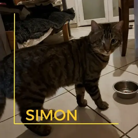 Simon photo 2