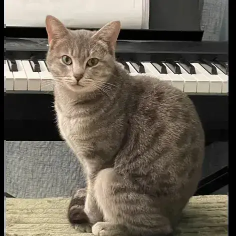 Némie