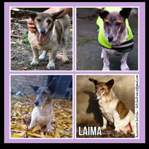 Laima