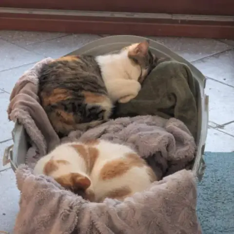 Zelda Et Maybeline photo 3
