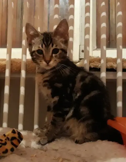 Paco