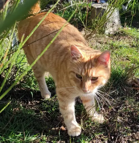 Chouchen photo 2