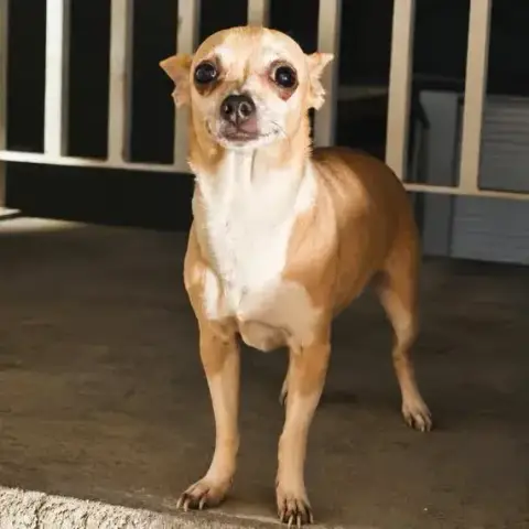 Adopter Loulya