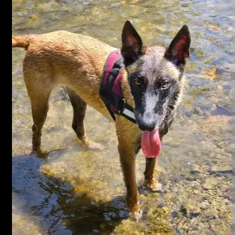 Phoebe photo 3