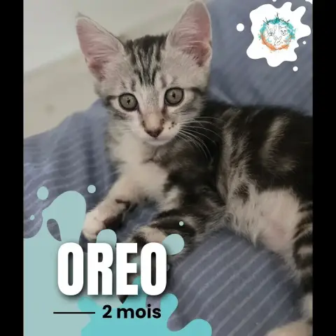 Oreo