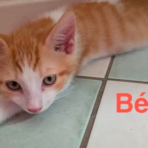 Bebe Et Bubu