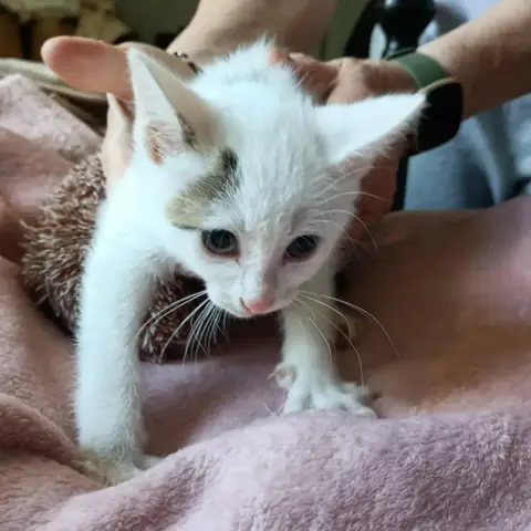 Pupuce