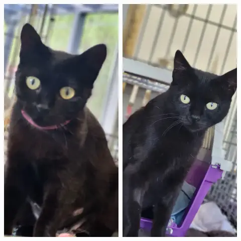 Isis Et Iris