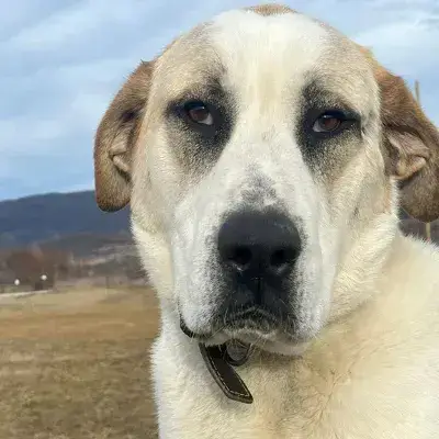 Baloo