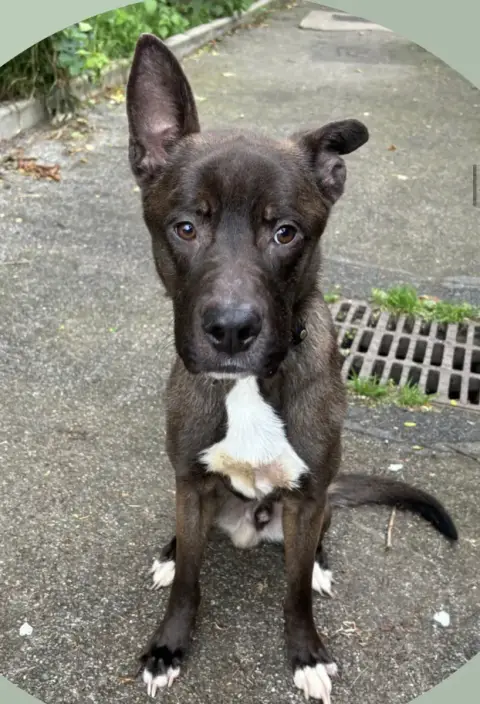 Phenix photo 2
