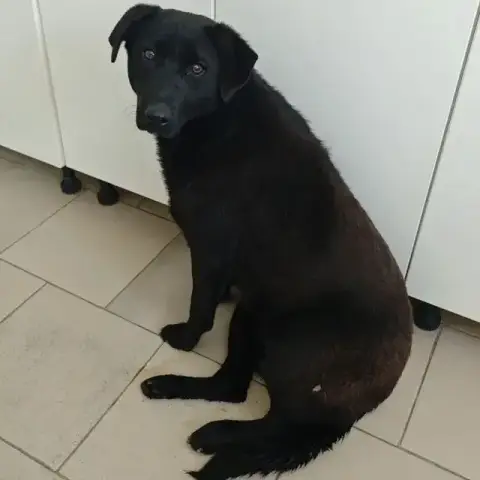 Myrka