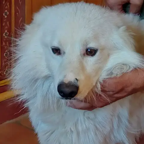 Wapiti photo 2