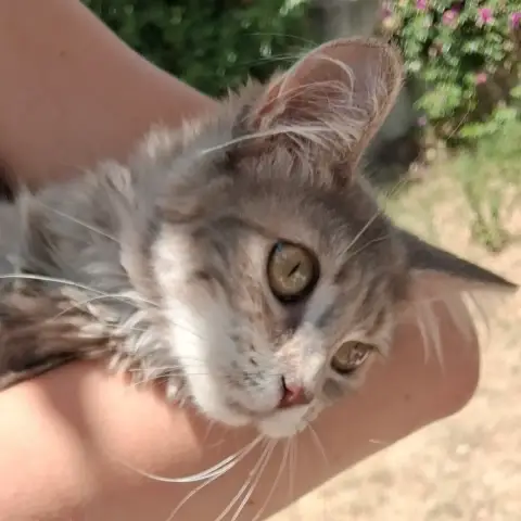 Belle