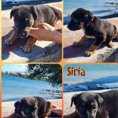 Siria