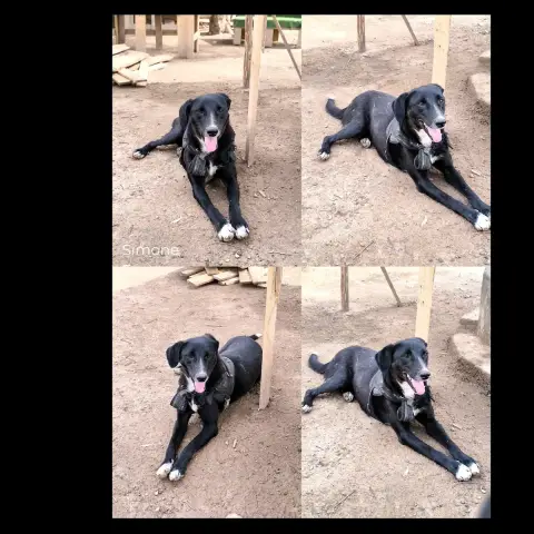 Simone