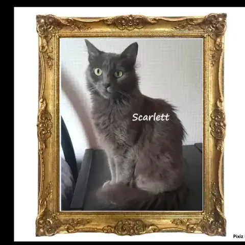 Scarlett