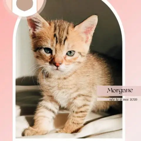 Morgane