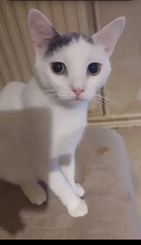 Raphaëlo