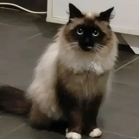 Shamallo