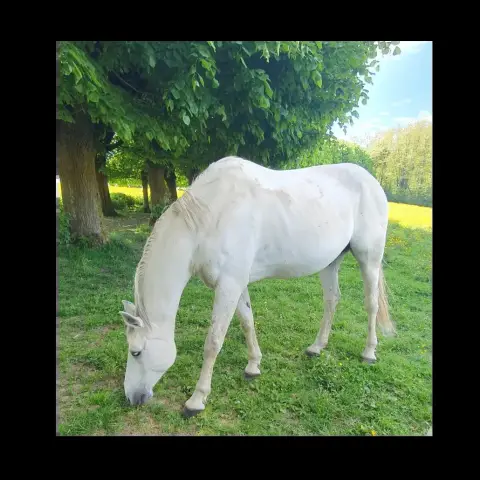 Vif D'Or