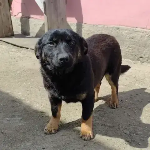Azealea