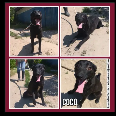 Coco