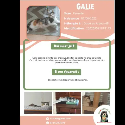 Galie
