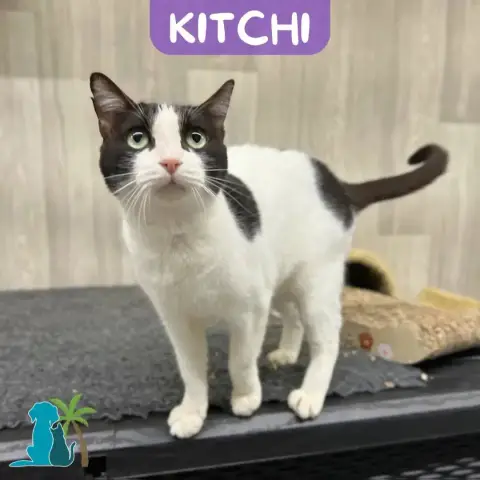 Kitchi