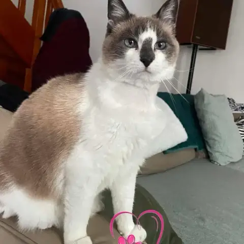 Peluche