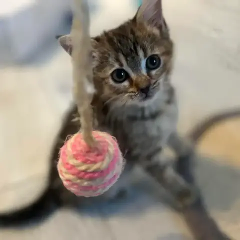 Baya