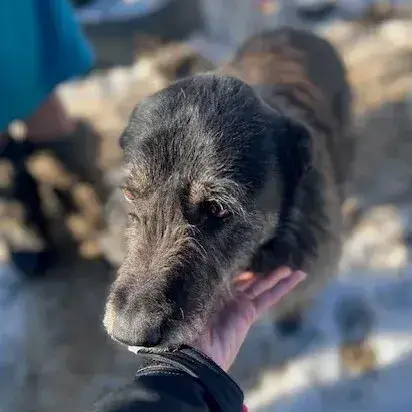 Onix photo 3