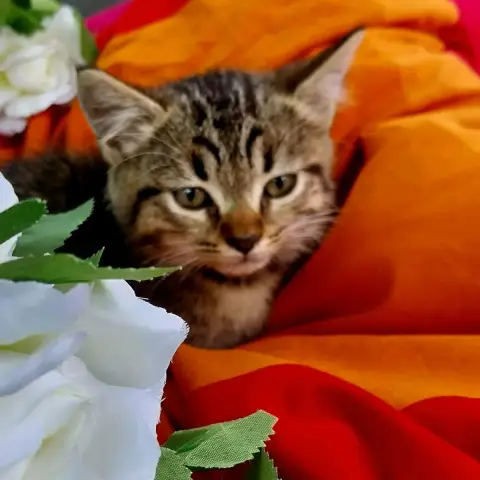 Rosie