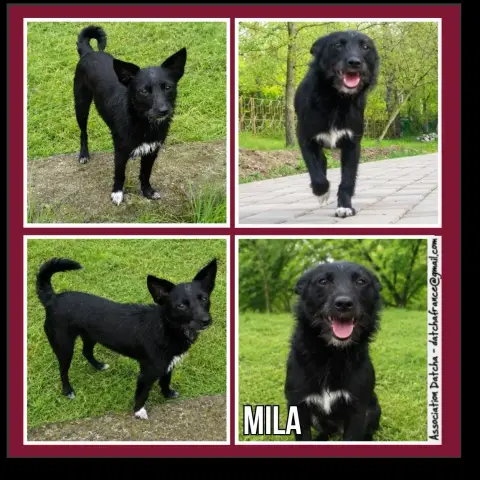 Mila