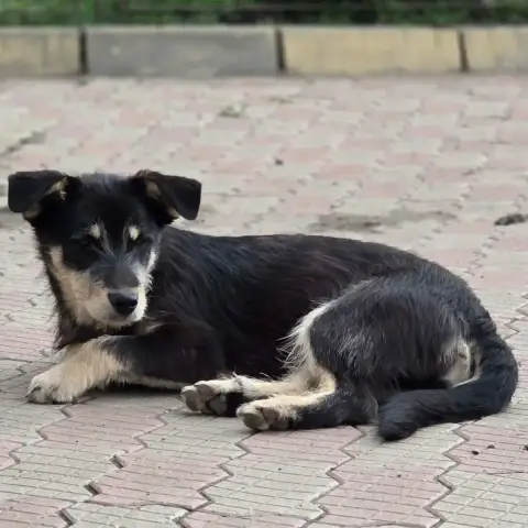 Zorro photo 2