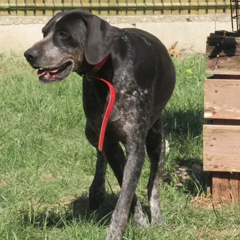 Rex photo 2