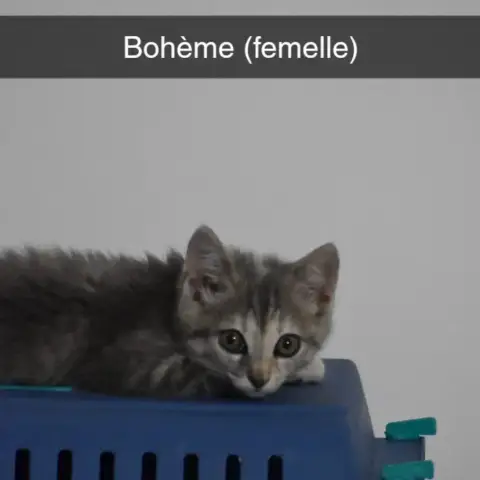 Bohème