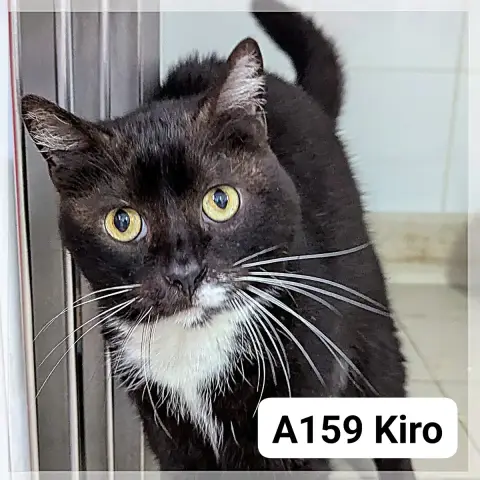 Kiro