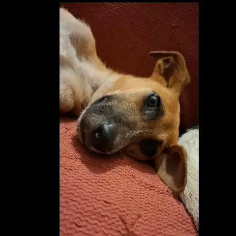 Pongo photo 2