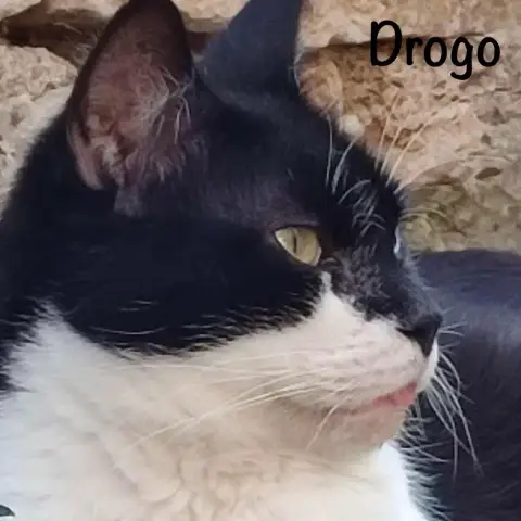 Drogo photo 2