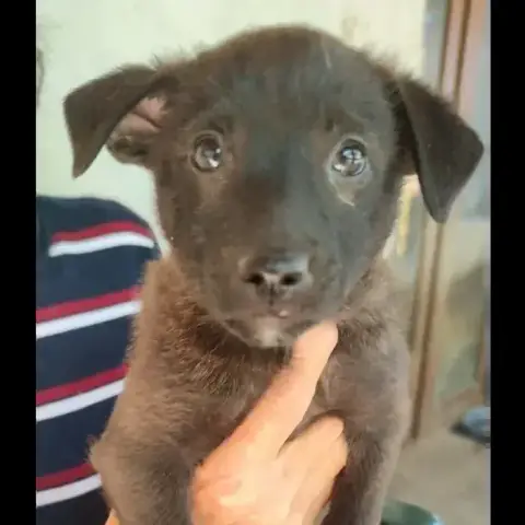 Mojo
