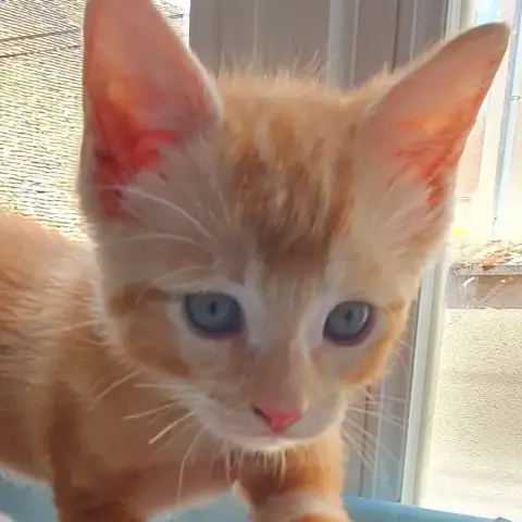 Roux photo 2