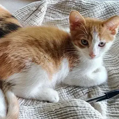 Biscuit