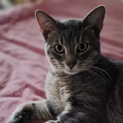 Titi