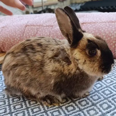 Binky