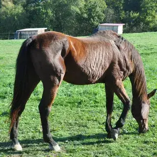 Jongleur De Lettree photo 2