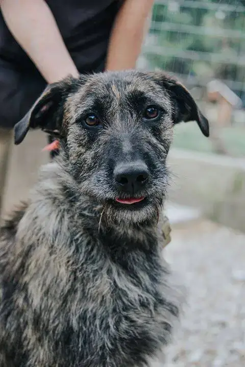 Pongo