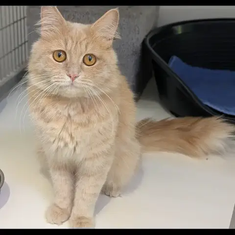 Abricot