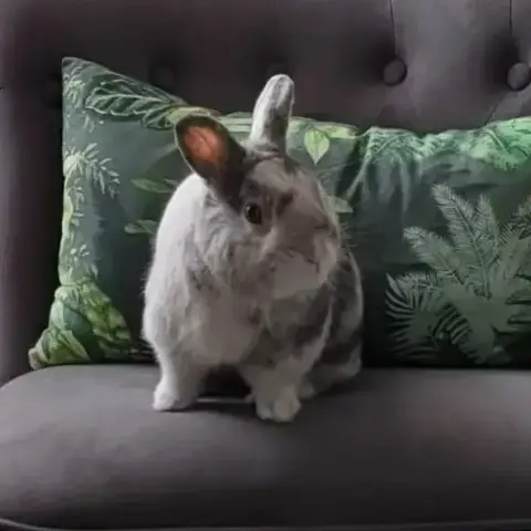 Panpan