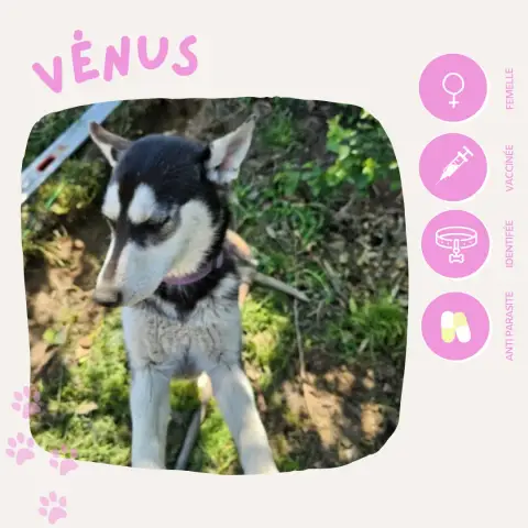Vénus